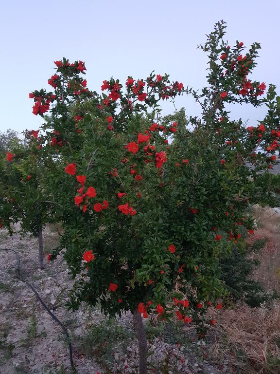 Vouni Lodge מראה חיצוני תמונה